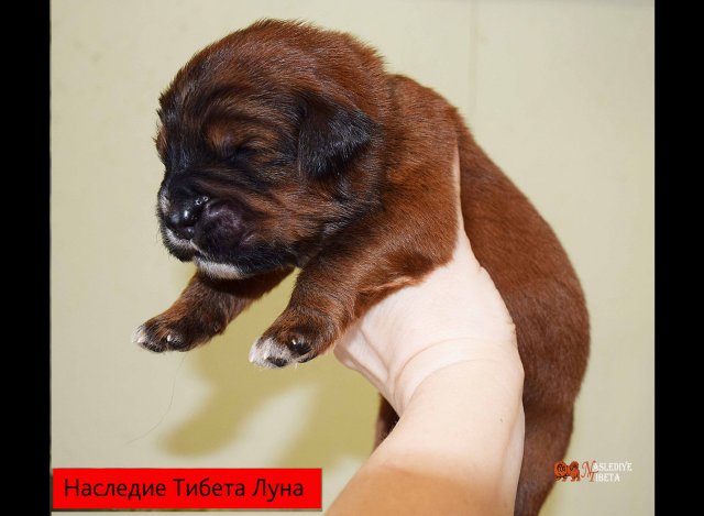 Щенки от пары Брайн х Ютера
